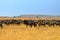 African landscape with antelopes gnu