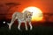 African landscape with close cheetah and big sun