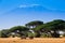 African landscape with elephants and Kilimanjaro Mountain