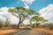 African landscape with empty road and trees in Zimbabwe