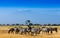 African landscape with Kilimanjaro Mountain