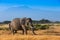 African landscape with Kilimanjaro Mountain