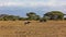 African landscape. A lone wildebeest stands on the yellow grass of the savannah.