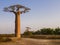 African landscape with majestic baobab tree, Morondava, Madagascar