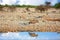 African Landscape with Oryx reflecting in the water in Etosha National Park, Namibia