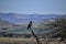 African Landscape with Perched Black-chested Snake Eagle