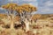 African landscape of quiver tree forest, kokerbooms in Namibia, nature of Africa