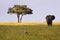 African Landscape in Serengeti National Park