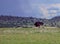 African landscape with a standing ostrich male