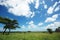 African landscape Tarangire national park