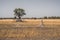 African Landscape with Termite Mound and Tree, Moremi Game Reserve, Okavango Delta, Botswana, Africa