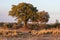 African Landscape with Waterbuck and Trees at the Okavango River