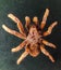 African large spider specimen