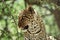 An African Leopard in an Acacia tree up close