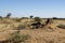 African leopard black in dark shadow of termite mound at Okonjima Nature Reserve, Namibia