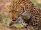 African Leopard getting ready to pounce with front paw elevated in motion