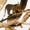 African Leopard high in a tree