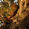 African Leopard high in a tree