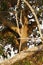 African Leopard high in a tree