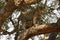 African Leopard high in a tree