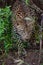 African leopard hunting in green grass