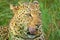 African leopard  Panthera Pardus lying in the grass, showing his tongue, close up, Madikwe Game Reserve, South Africa.