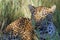 African Leopard Panthera pardus pardus - Young female portrait on the savanna