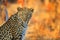 African Leopard, Panthera pardus shortidgei, Hwange National Park, Zimbabwe, portrait portrait eye to eye with nice orange backrou