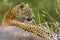 The African leopard Panthera pardus, young female lying on termite