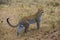 An African Leopard prospecting prey on the African savanna