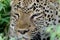 African leopard, Queen Elizabeth National Park, Uganda
