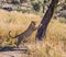 African leopard sharpens claws on tree