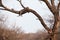 African leopard sleeping in a tree