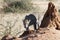 African leopard sniffs for scent of prey while standing in shadow of termite mound at Okonjima Nature Reserve, Namibia