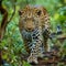 African leopard stalking
