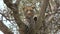African leopard in a tree