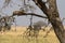 An African leopard in a tree, watching her young feed