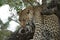 African leopard wild Animal Photography