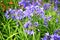 African lilly - Agapanthus umbellatus