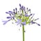 African lily