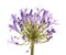 African Lily