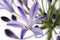 African Lily