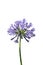 African lily (Agapanthus africanus)