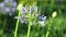 African lily Agapanthus Africanus High Definition Footage