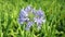 African lily Agapanthus Africanus high definition footage