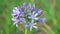 African Lily Agapanthus Africanus High Definition Footage