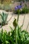 African lily, bud and flower head, Agapanthus praecox