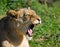 African lion baring teeth