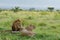 African lion couple gazing into the distant, african savannah