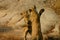 African lion cubs playing